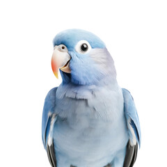closeup portrait of a pastel blue colored lovebird isolated over a transparent background, cut-out pet parrot, tropical / exotic or jungle design element, generative AI
