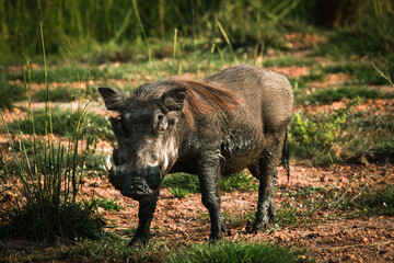 Fototapeta na wymiar Warthog of Uganda