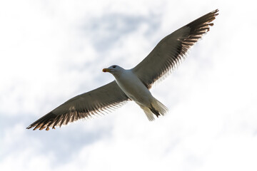 Gaviota Dominicana (Larus dominicanus) en pleno vuelo