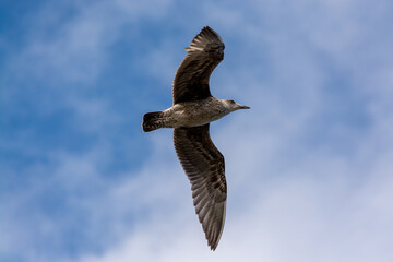 Gaviota Dominicana juvenil (Larus dominicanus) en pleno vuelo