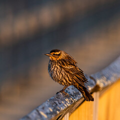 Female Red-winged Blackbird