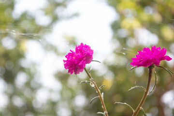 Watering Beautiful Portulaca grandiflora Moss Rose plant with blooming red flower, Pink Flower background with water drop.