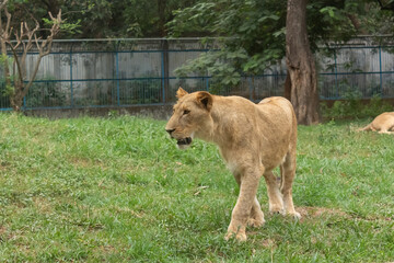 Lioness walking at her cage in National zoo of Bangladesh