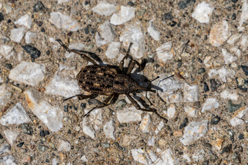 Close up image of Weevil.