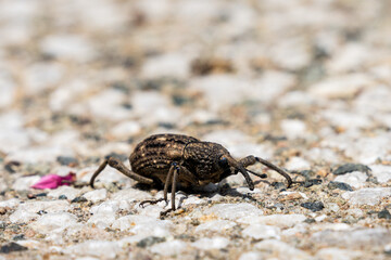 Close up image of Weevil.
