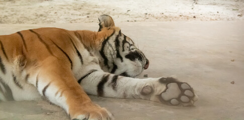 Tiger is sleeping in it's cage at national zoo in Bangladesh, Tiger taking nap.