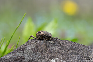 Close up image of Weevil.