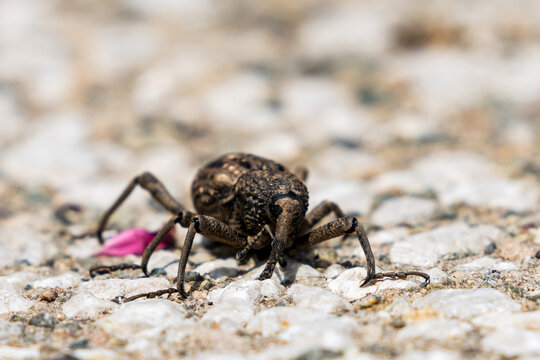 Close up image of Weevil.