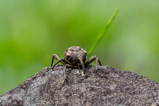 Close up image of Weevil.