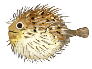 リアルなハリセンボン