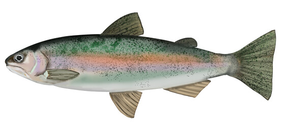 リアルなニジマスのイラスト