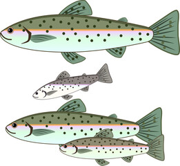 かわいいニジマスのイラスト