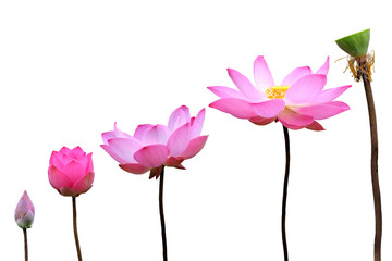Isolated image of a lotus flower changing as it grows on a transparent background png file.