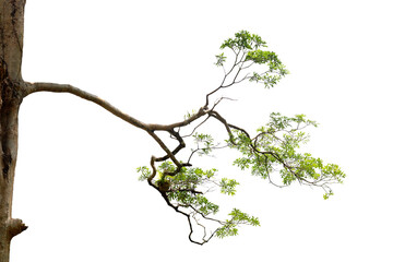 Isolated image of a branch growing in the middle of a trunk of a large tree on a png file at...