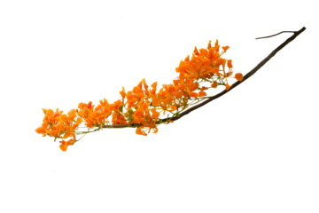 Isolated image of a Delonix flower. yellow regia on transparent background png file