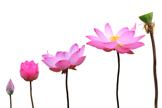 Isolated image of a lotus flower changing as it grows on a transparent background png file.