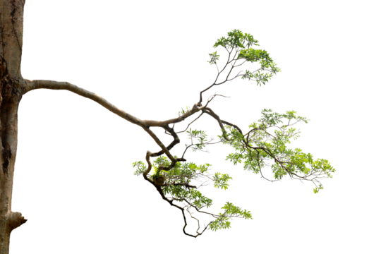 Isolated image of a branch growing in the middle of a trunk of a large tree on a png file at transparent background.