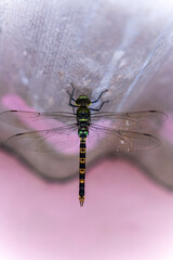 Dragon fly sitting on wall, insect, India
