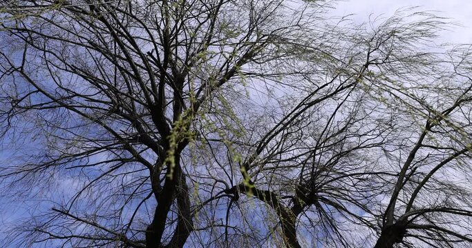 Bare trees in sunny spring weather, bare deciduous trees without foliage on a bright sunny day in spring