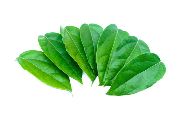Green Tiliacora triandra leaves or Bai ya nang Thai name ,isolated on white background. Concept, Thai herbal plants that have medicinal qualification, food and drink ingredient.   