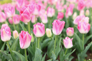 Gentle pink tulip flowers bloom on large flowerbed in garden