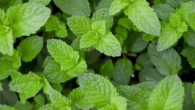Green Mint Plant Grow Background closeup.mint leaf.