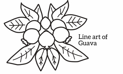 Line art of guava fruit with leaves with isolated white background 