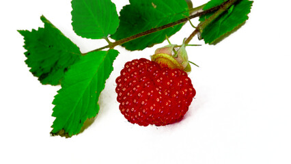 真っ赤に熟した、野いちごの切り抜きPNG