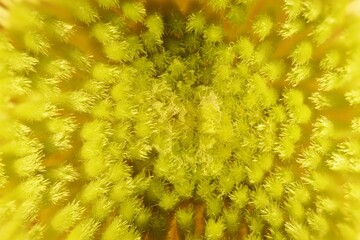 Magnified view of Oak-leaf Dryandra (Dryandra quercifolia) inflorescence. Australian native plant.