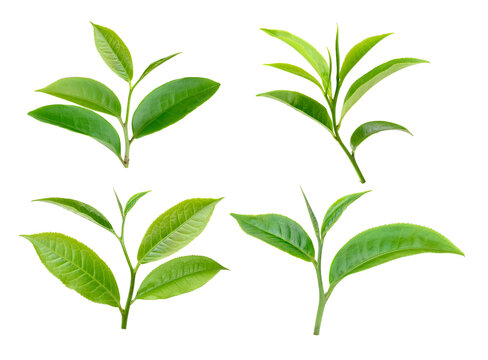 green tea leaf isolated on  transparent png