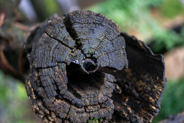 close up tree bark