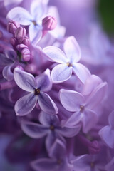 Extreme close-up of a beautiful blooming purple lilac flower, macro photography flowers. Generative AI