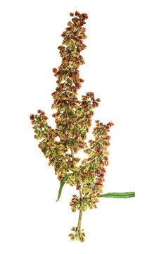 Pressed and dried flower rumex confertus  (horse sorrel).