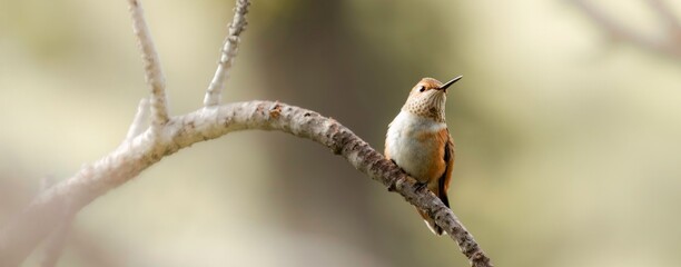A single hummingbird standing on a branch in Colorado