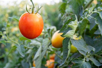 Beautiful red tomatoes grown in a greenhouse. Gardening tomato photograph. Shallow depth of field