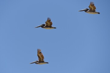 Pelicans in Flight 