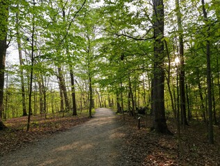 Highbanks Metro Park Sun Peeking Through Spring Trees
