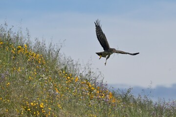 Northern Harrier with California Golden Poppy for Nest
