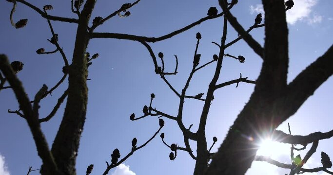sumac tree in sunny weather in early spring, young sumac without foliage in early spring