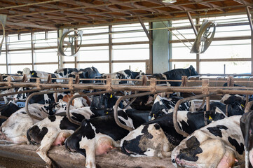 Holstein dairy cows comfortably laying down in freestalls barn. 