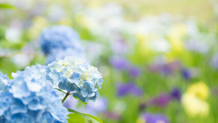 Fototapeta ６月の満開の紫陽花のミディアムショット obraz