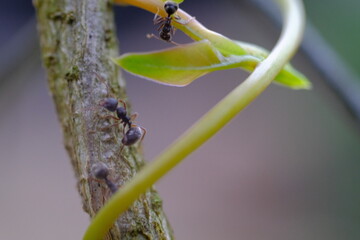 Macro Photography. Close up shot of an ant colony traversing the stalks of the plants circling the...