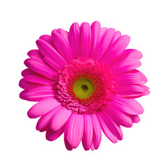 gerbera flower with good quality isolated white background