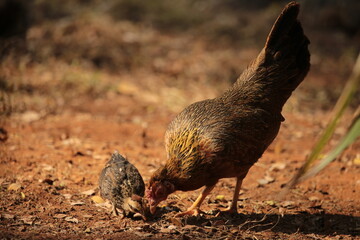 A local hen is teaching her young to find food.