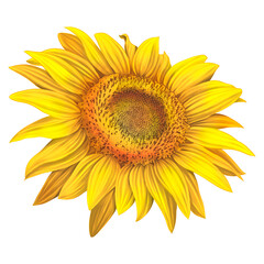 Fototapeta premium sunflower on transparent background.
