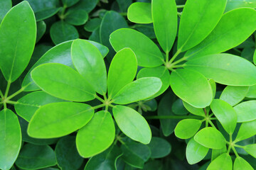 Vibrant Green Unique Leaves of Schefflera Arboricola or Umbrella Shrub