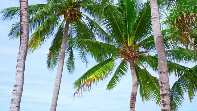 Beautiful coconut palm trees on the beach Phuket Thailand, Patong beach Islands Palms on the ocean. palms grove on the beach with white sandy Sunny sky Summer landscape background