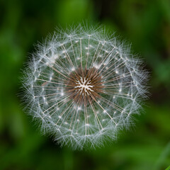 A dandelion in bloom up close. Stabbed arrows in wild nature. 