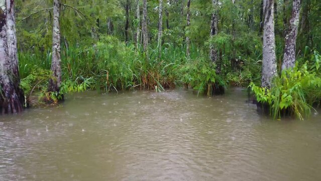 Video of swamp area during rain on the Old Pearl River in Slidell Lousiana.