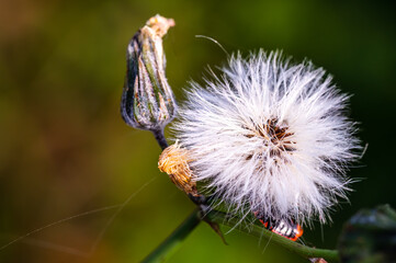 The seed of the dandelion ist ready for the wind to carry ist away.
